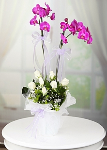 Orkide-Bursa-Gönder-Obg401